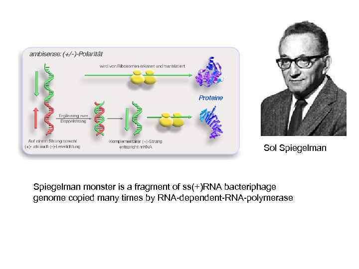 Sol Spiegelman monster is a fragment of ss(+)RNA bacteriphage genome copied many times by