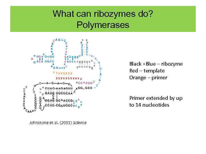 What can ribozymes do? Polymerases Black +Blue – ribozyme Red – template Orange –