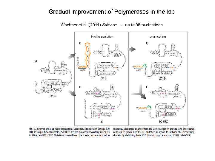 Gradual improvement of Polymerases in the lab Wochner et al. (2011) Science - up