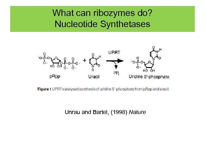 What can ribozymes do? Nucleotide Synthetases Unrau and Bartel, (1998) Nature 