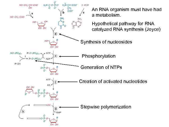 An RNA organism must have had a metabolism. Hypothetical pathway for RNA catalyzed RNA