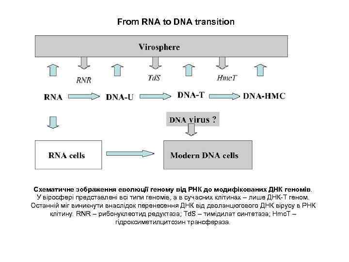 From RNA to DNA transition Схематичне зображення еволюції геному від РНК до модифікованих ДНК