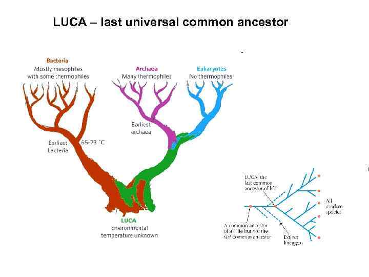 LUCA – last universal common ancestor 