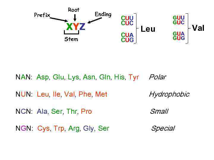 Prefix Root Ending XYZ Stem CUU CUC CUA CUG Leu GUU GUC GUA GUG