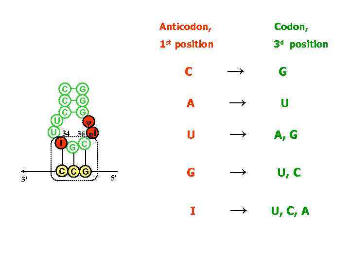 Anticodon, Codon, 1 st position 3 d position C C 3' C C G