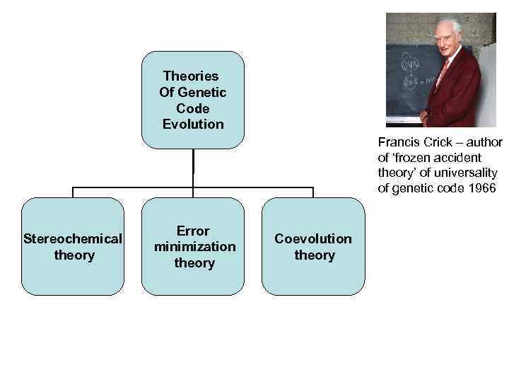 Theories Of Genetic Code Evolution Francis Crick – author of ‘frozen accident theory’ of