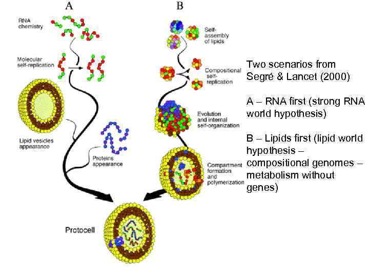 Two scenarios from Segré & Lancet (2000) A – RNA first (strong RNA world