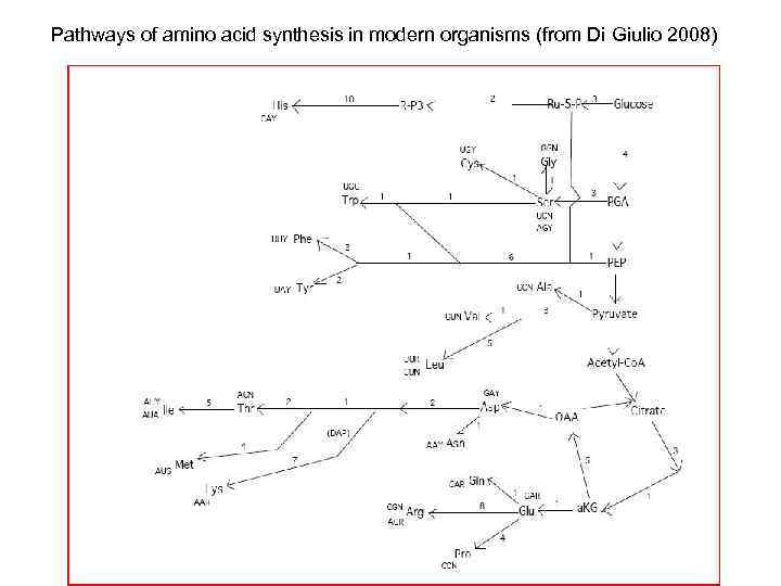 Pathways of amino acid synthesis in modern organisms (from Di Giulio 2008) 