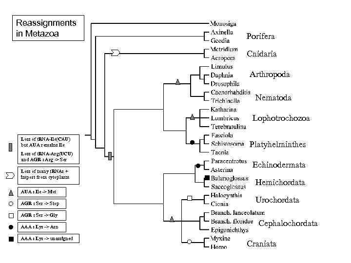 Reassignments in Metazoa Porifera Cnidaria Arthropoda Nematoda Lophotrochozoa Loss of t. RNA-Ile(CAU) but AUA