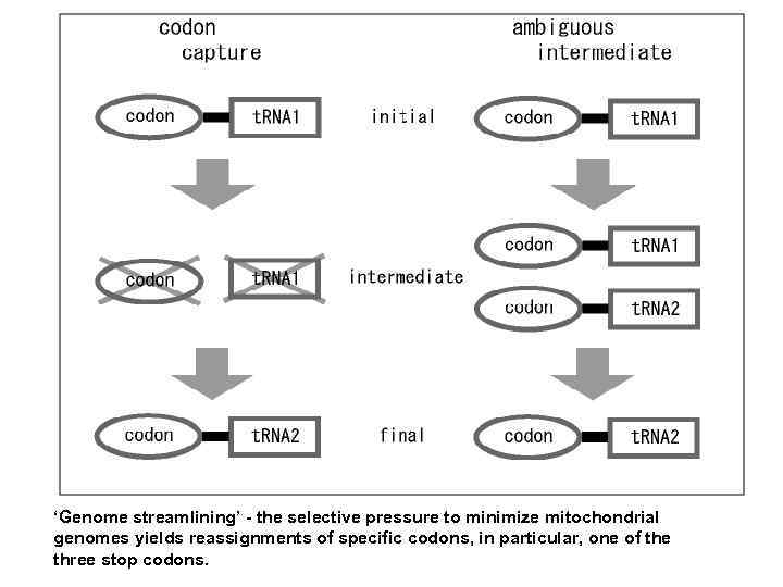 ‘Genome streamlining’ - the selective pressure to minimize mitochondrial genomes yields reassignments of specific