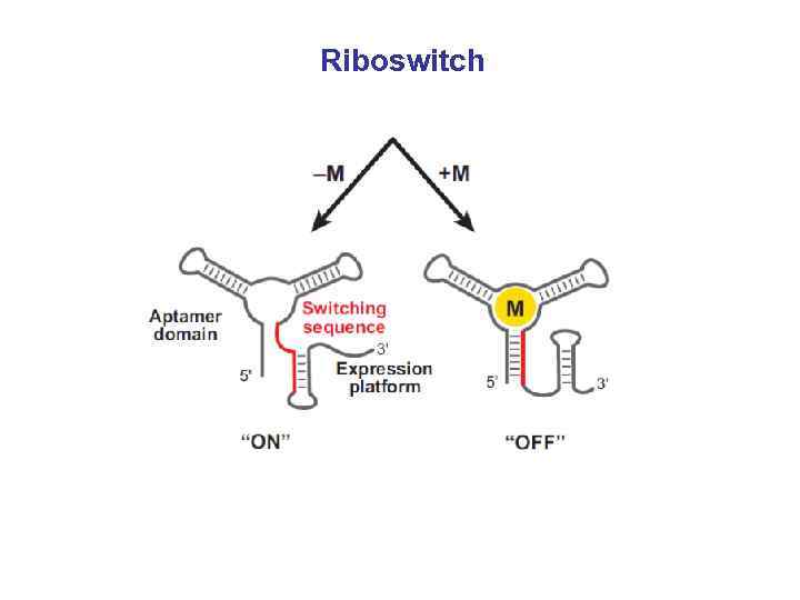 Riboswitch 