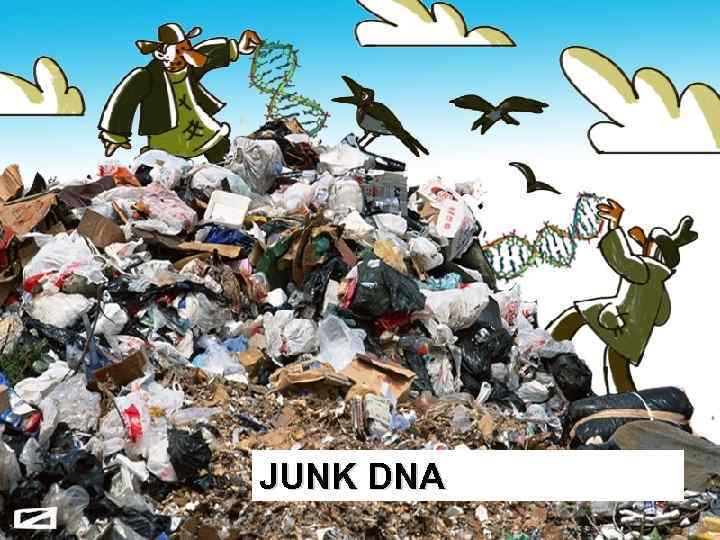 JUNK DNA 