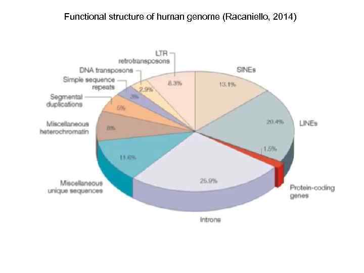 Functional structure of human genome (Racaniello, 2014) 