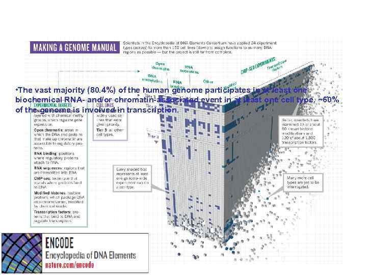  • The vast majority (80. 4%) of the human genome participates in at