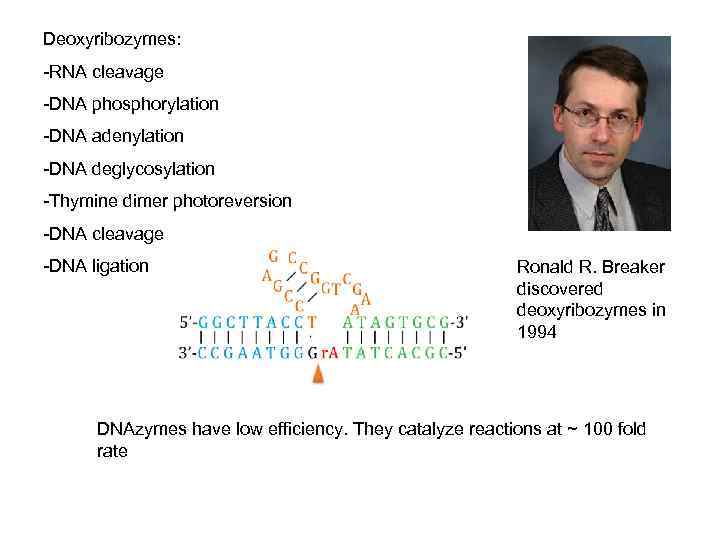 Deoxyribozymes: -RNA cleavage -DNA phosphorylation -DNA adenylation -DNA deglycosylation -Thymine dimer photoreversion -DNA cleavage