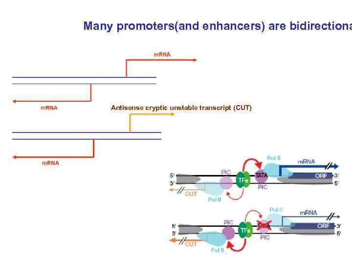 Many promoters(and enhancers) are bidirectiona Antisense cryptic unstable transcript (CUT) 