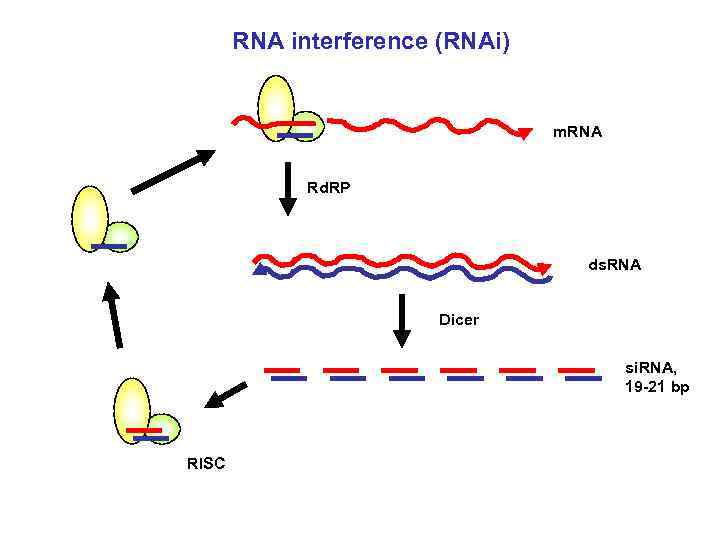 RNA interference (RNAi) m. RNA Rd. RP ds. RNA Dicer si. RNA, 19 -21