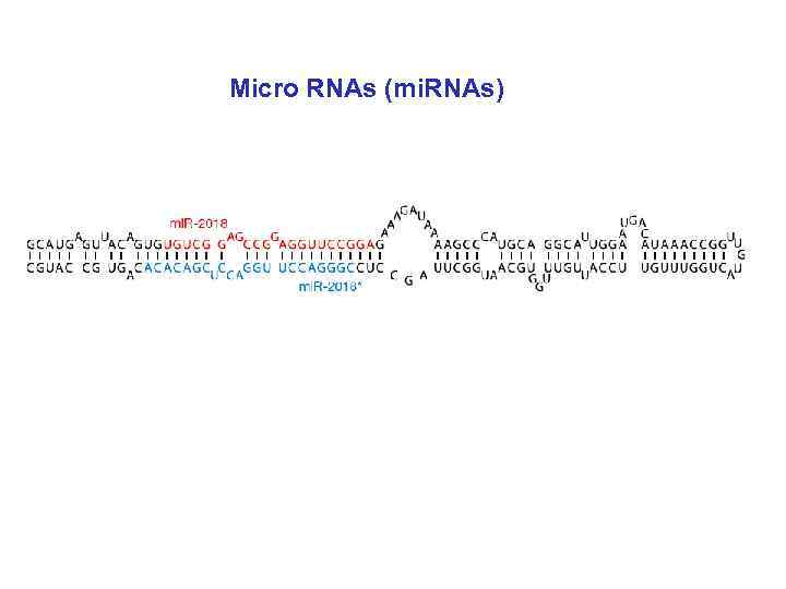 Micro RNAs (mi. RNAs) 