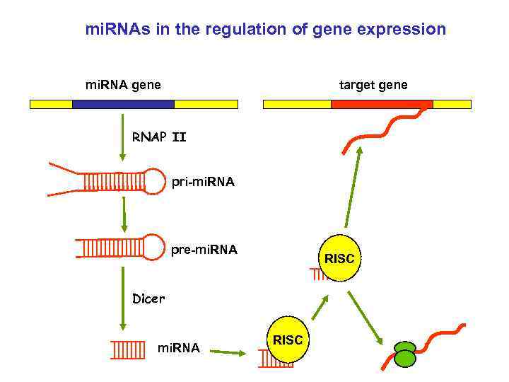 mi. RNAs in the regulation of gene expression mi. RNA gene target gene RNAP