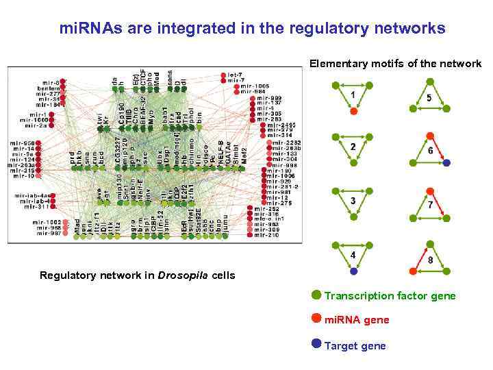 mi. RNAs are integrated in the regulatory networks Elementary motifs of the network Regulatory