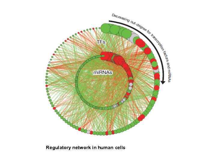 Regulatory network in human cells 