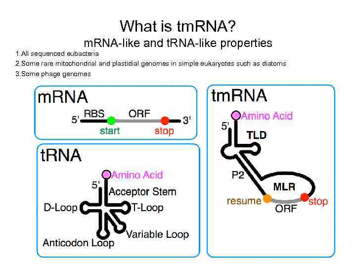 What is tm. RNA? m. RNA-like and t. RNA-like properties 1. All sequenced eubacteria