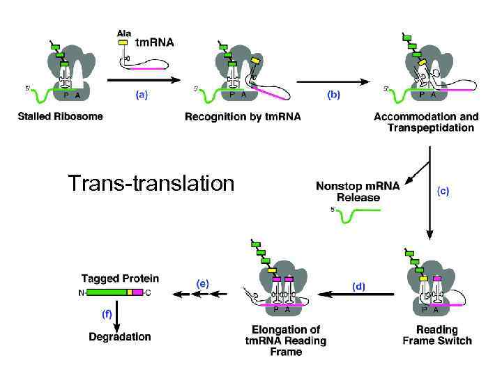 Trans-translation 