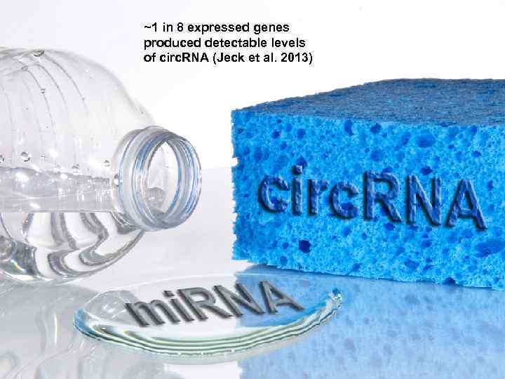 ~1 in 8 expressed genes produced detectable levels of circ. RNA (Jeck et al.