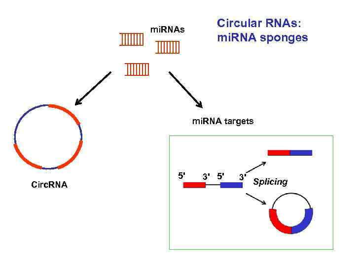 mi. RNAs Circular RNAs: mi. RNA sponges mi. RNA targets Circ. RNA 5' 3'