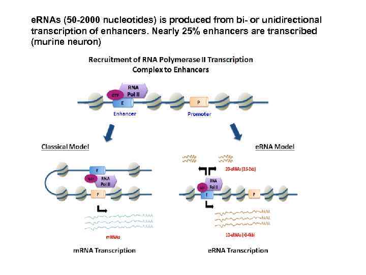 e. RNAs (50 -2000 nucleotides) is produced from bi- or unidirectional transcription of enhancers.