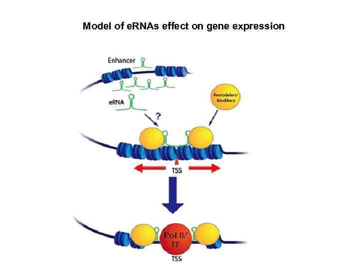 Model of e. RNAs effect on gene expression 