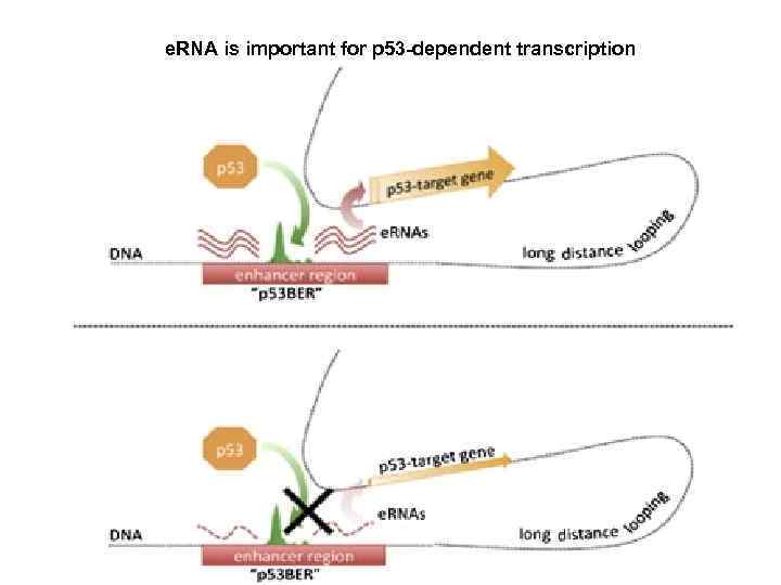 e. RNA is important for p 53 -dependent transcription 