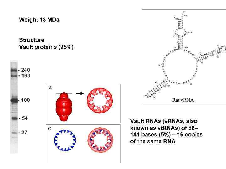 Weight 13 MDa Structure Vault proteins (95%) Vault RNAs (v. RNAs, also known as