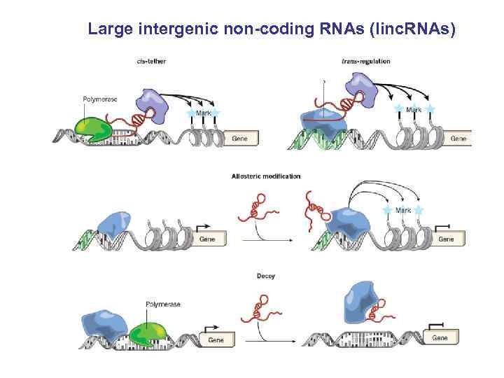 Large intergenic non-coding RNAs (linc. RNAs) 