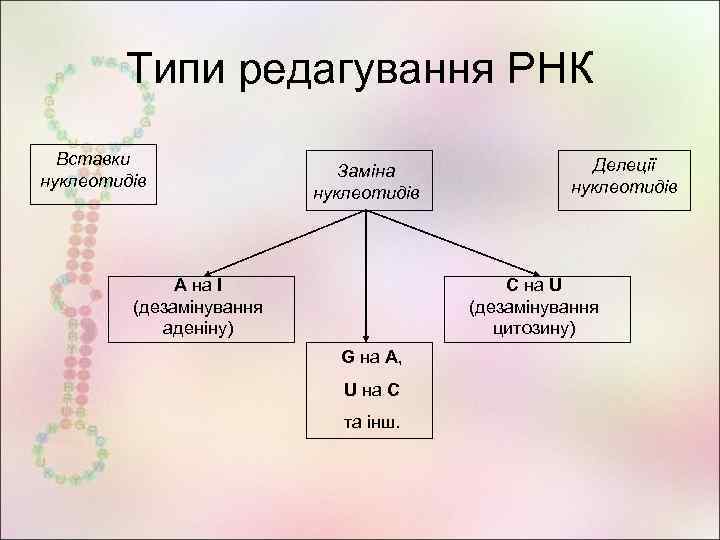 Типи редагування РНК Вставки нуклеотидів Заміна нуклеотидів А на І (дезамінування аденіну) Делеції нуклеотидів