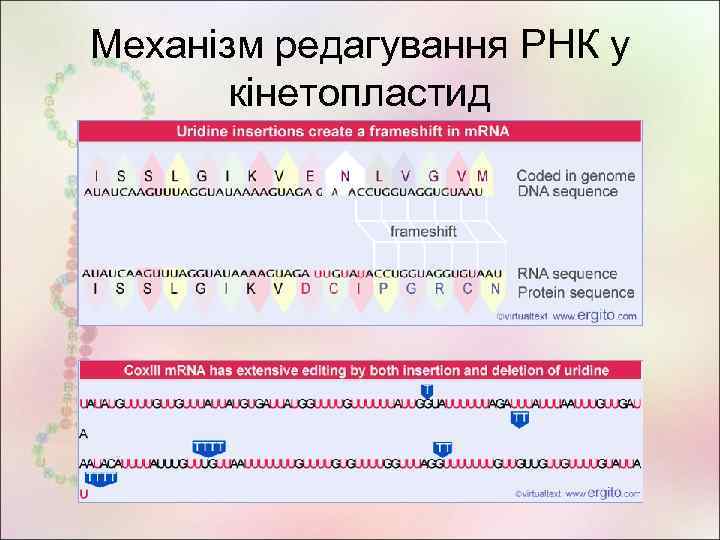 Механізм редагування РНК у кінетопластид 