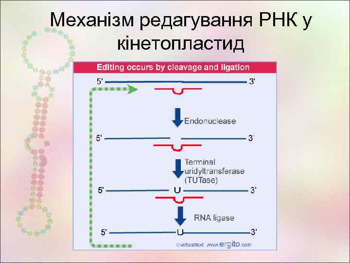 Механізм редагування РНК у кінетопластид 