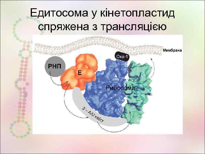 Едитосома у кінетопластид спряжена з трансляцією 