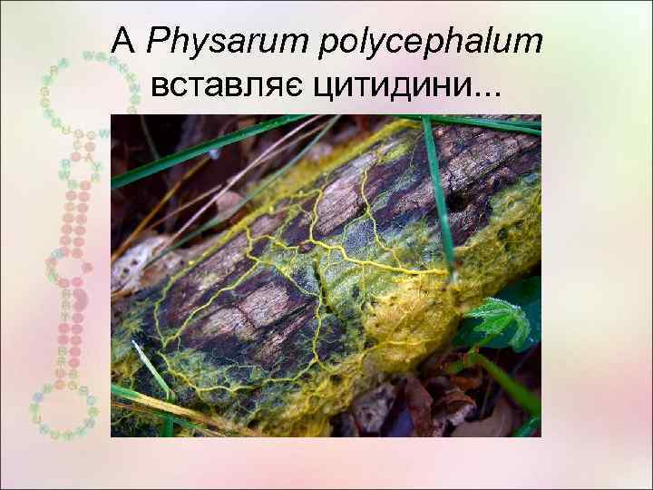 А Physarum polycephalum вставляє цитидини. . . 