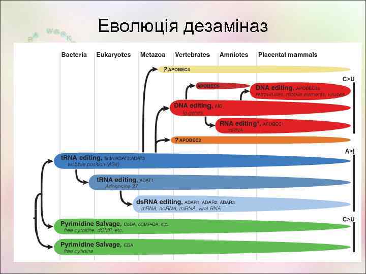 Еволюція дезаміназ 