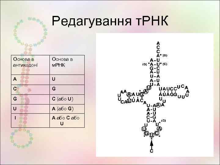 Редагування т. РНК Основа в антикодоні Основа в м. РНК A U C G