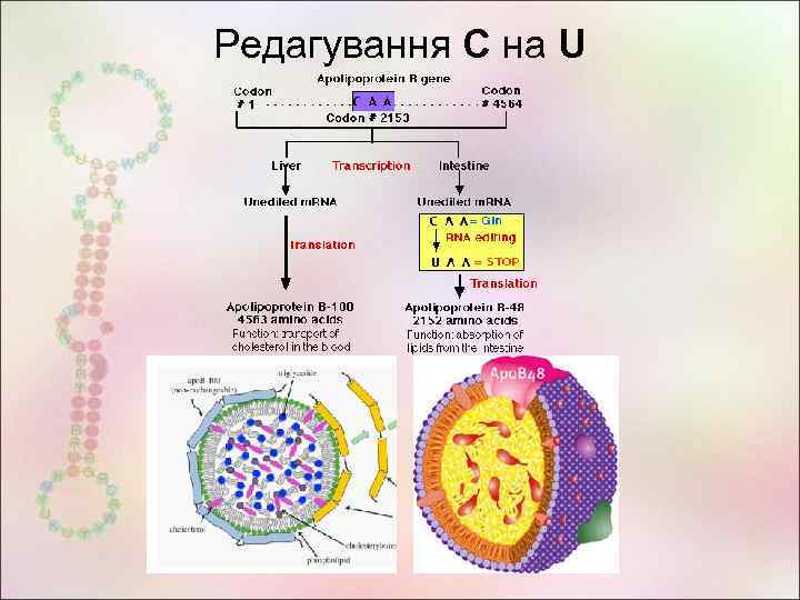 Редагування С на U 