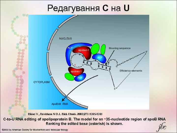 Редагування С на U Blanc V , Davidson N O J. Biol. Chem. 2003;