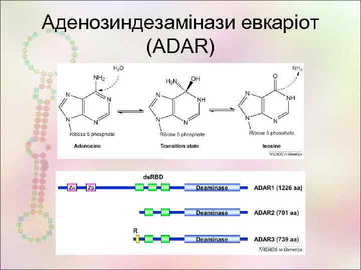 Аденозиндезамінази евкаріот (ADAR) 