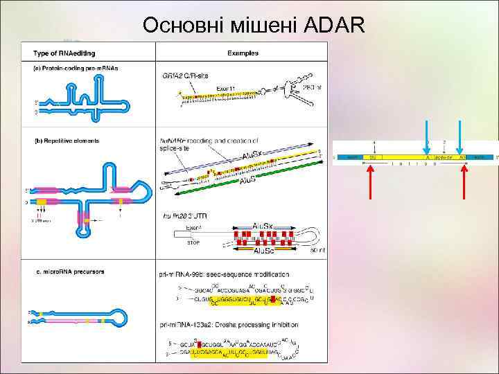 Основні мішені ADAR 