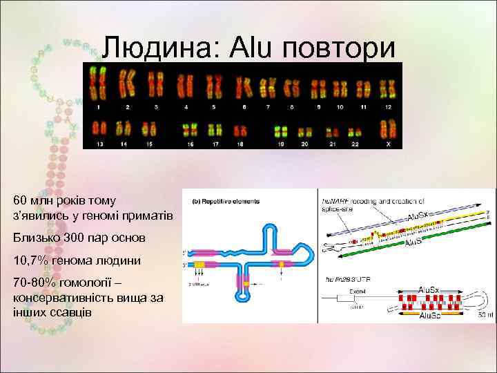 Людина: Alu повтори 60 млн років тому з’явились у геномі приматів Близько 300 пар