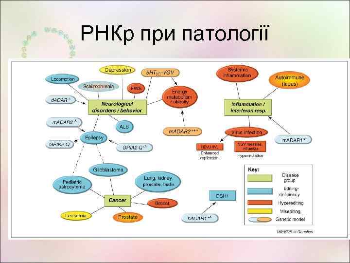 РНКр при патології 