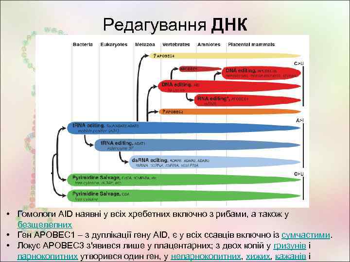 Редагування ДНК • Гомологи AID наявні у всіх хребетних включно з рибами, а також