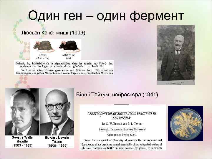 Один ген – один фермент Люсьєн Кено, миші (1903) Бідл і Тейтум, нейроспора (1941)