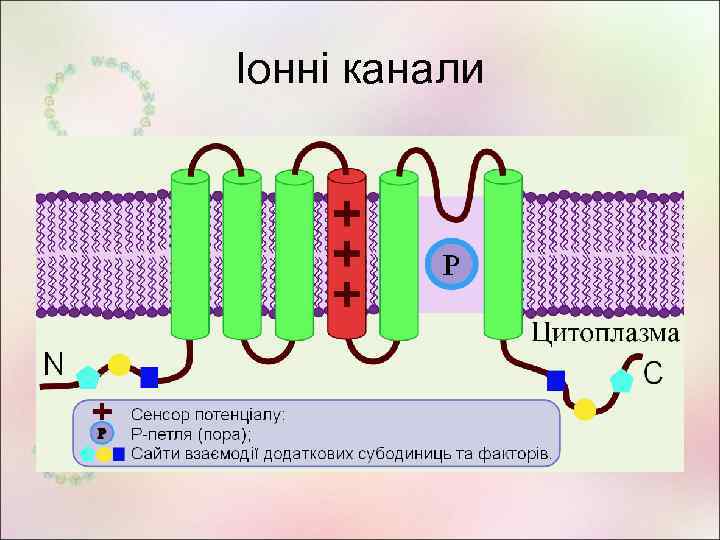 Іонні канали 